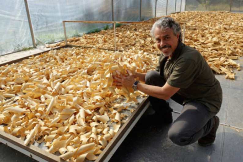 On The Trail of Tongkat Ali From Forest To Finish