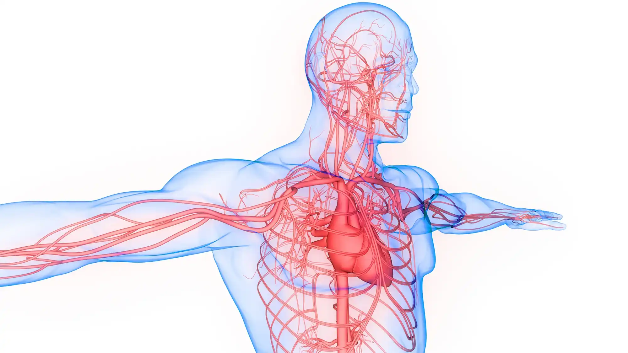 Some Important Facts About Circulation