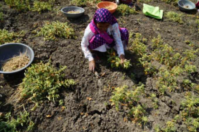 On The Trail Of Ashwagandha, The King Of Herbs
