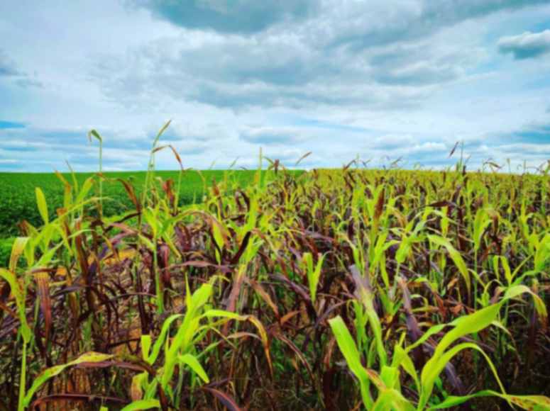 Spotlight on 3-Daxin™ – A Breakthrough Botanical in Healthy Aging