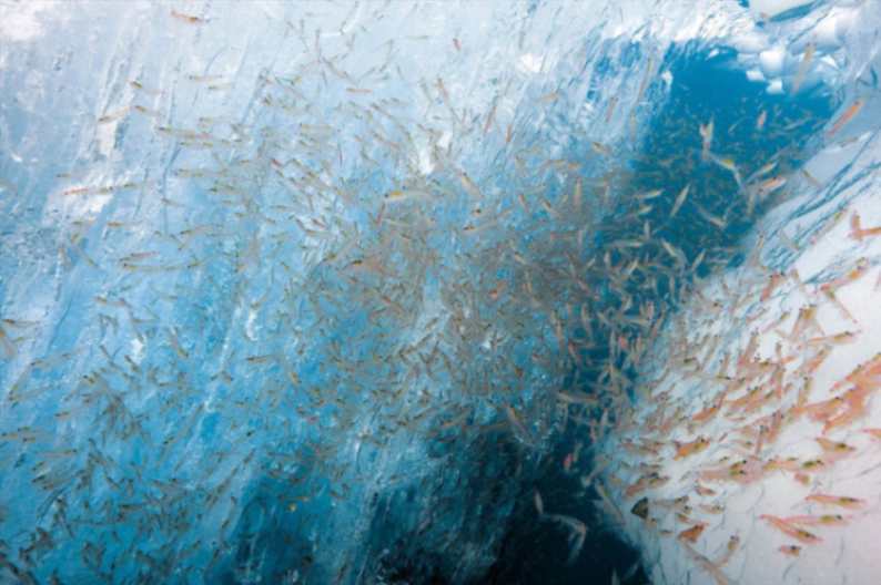 Should Krill Oil Be Part Of Your Daily Routine?